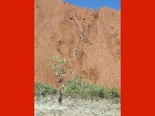 Bild Outbacktour14.jpg anzeigen.